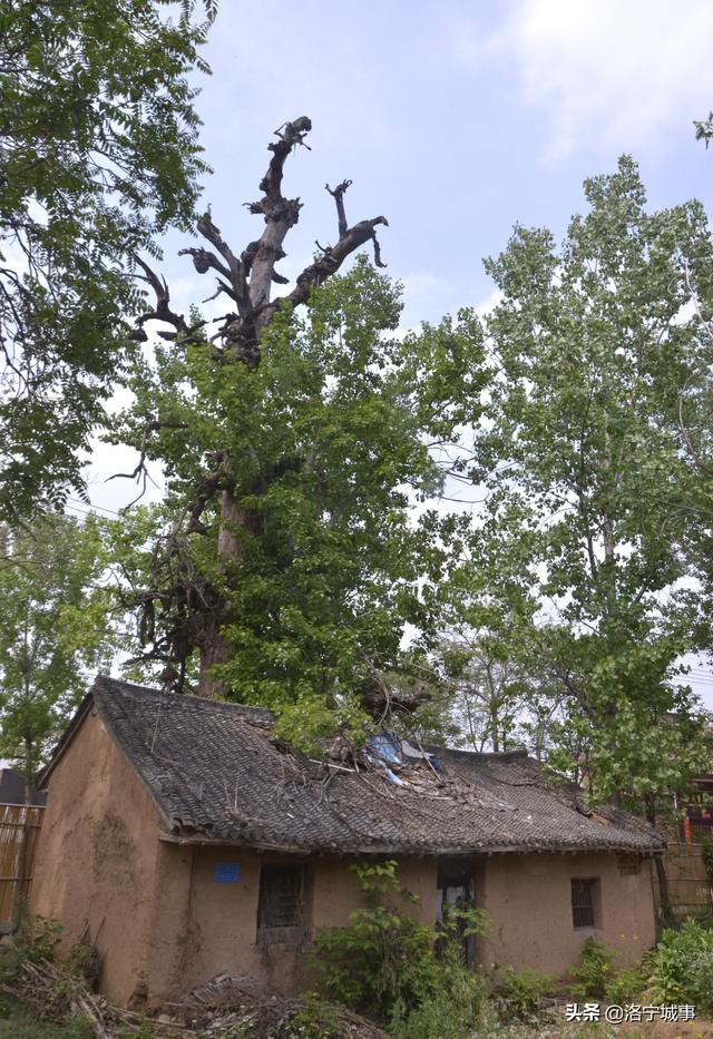 河南洛宁有一棵250岁的毛白杨树你见过吗