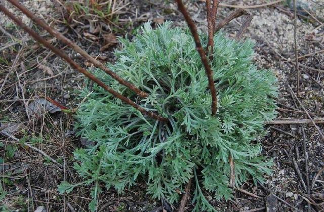 农村常见杂草,1000多年前就被用来治肝病,如今一斤10元成稀罕货