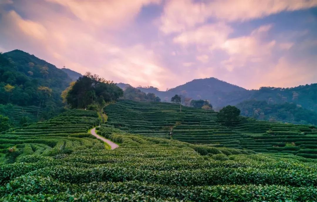 吳裕泰西湖龍井茶產地位於一級保護區獅峰山的龍井村,翁家山等地.