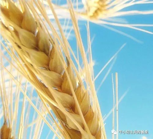 如今的普通小麦,相当于先祖们的野生一粒小麦和二粒小麦的杂交,诞生于