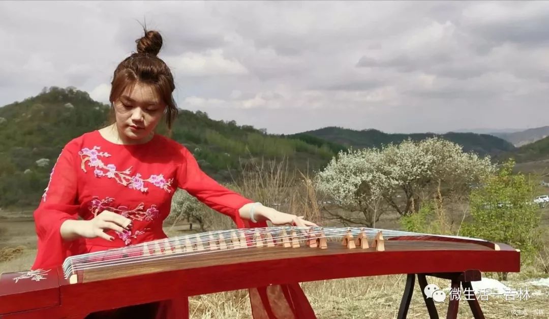 吉林市梨花节盛大启幕雪白梨花分外香