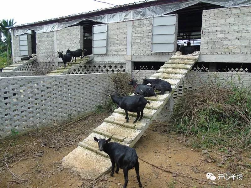农村自建羊舍图片图片
