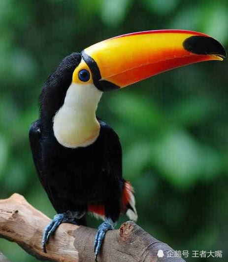 愤怒的小鸟中各种鸟的原型,看到之后有没有中莫名的喜感呢?