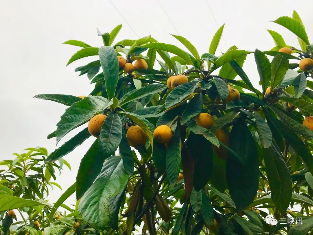 熊家镇腊烛村的枇杷熟了, 刚到腊烛村的地界, 零星的枇杷树开始出现