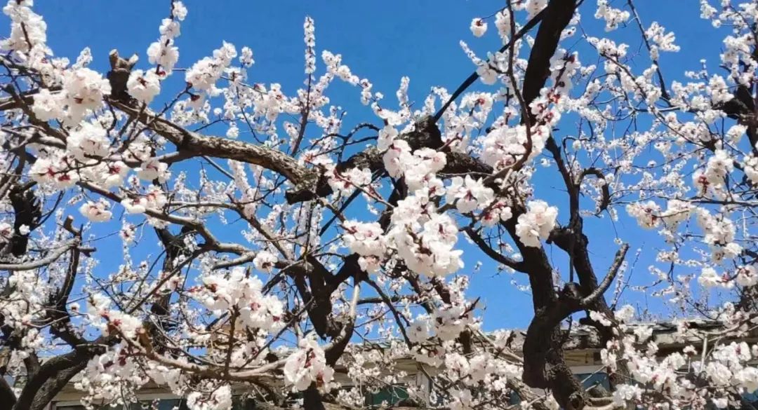 辽大小姐姐春日出发带你找寻沈阳三生三世最美杏花林