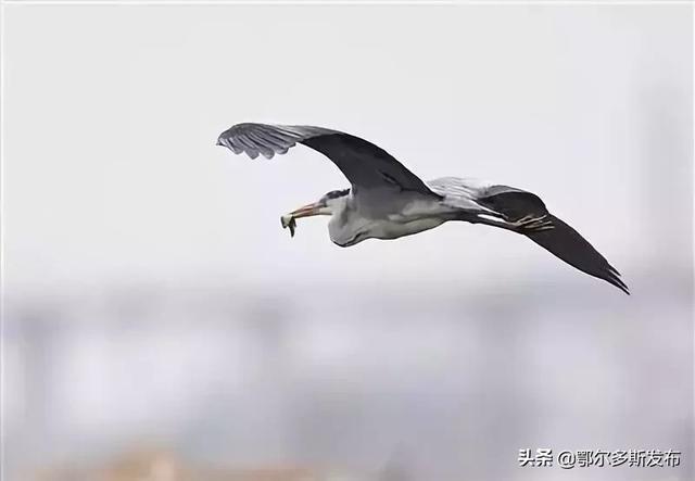 《joy与鹭》中的苍鹭因此,苍鹭拥有大长腿,细长脖,尖长嘴,大概长