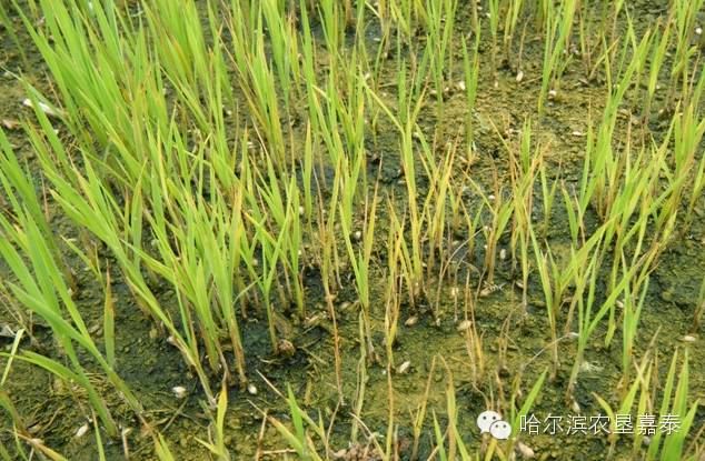 最新水稻苗床病害杂症大全对照自己的秧苗看看吧最牛完全版