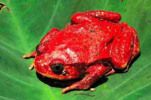 所谓"血蛙",只看名字就大概知道它长得什么模样了.