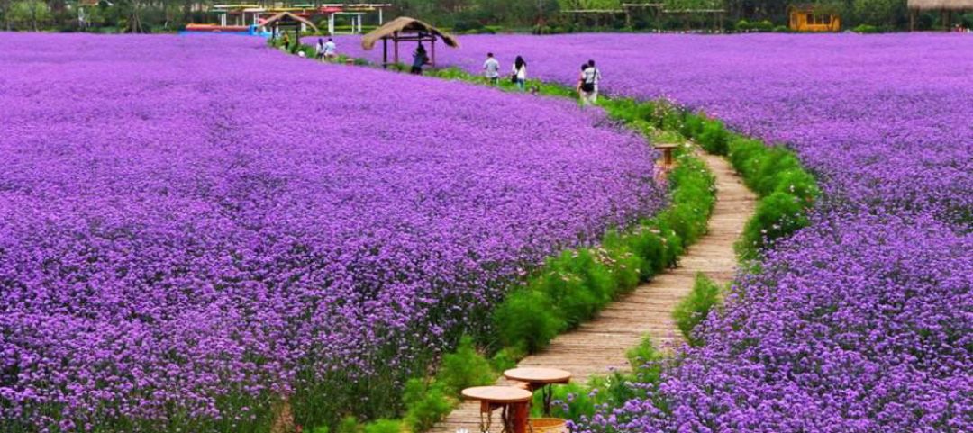 今天康桥花海开始撒花籽啦大城北又将再添一处打卡圣地