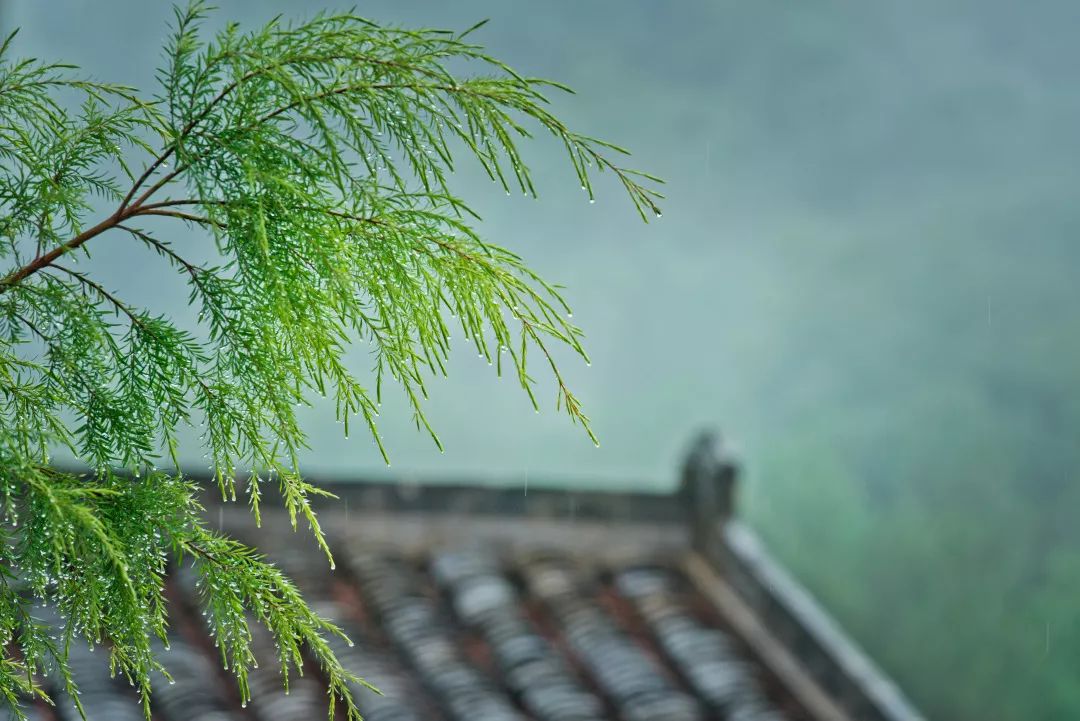 意境油然而生獨自撐一小傘悠閒的漫步於聖人幽谷中春雨霏微的時節點綴