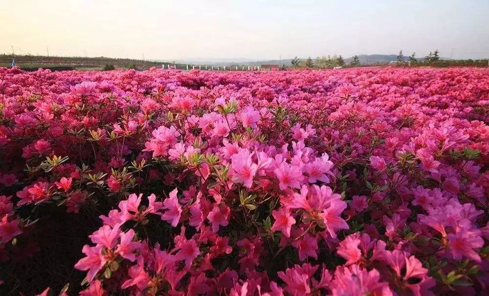 橋頭杜鵑花海