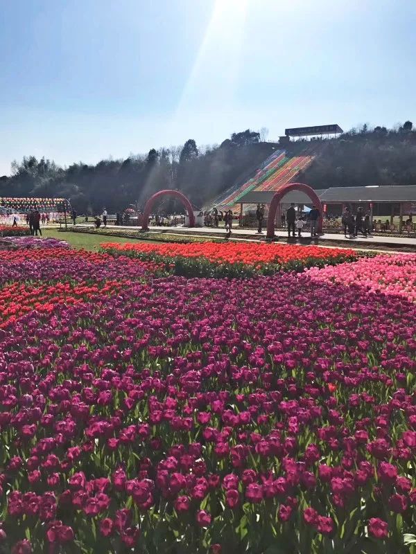 賞全島花海.玩轉金沙灘.花千谷,古剎求福高端品質3天_廬山