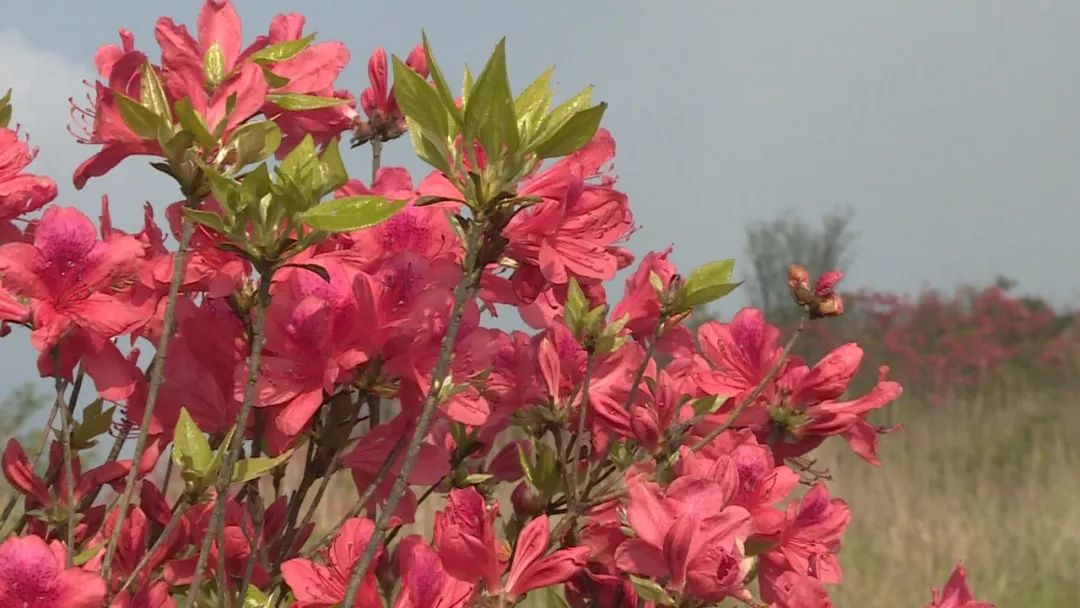 走起!绿春湖杜鹃花盛开 五一小长假迎来最佳赏花期