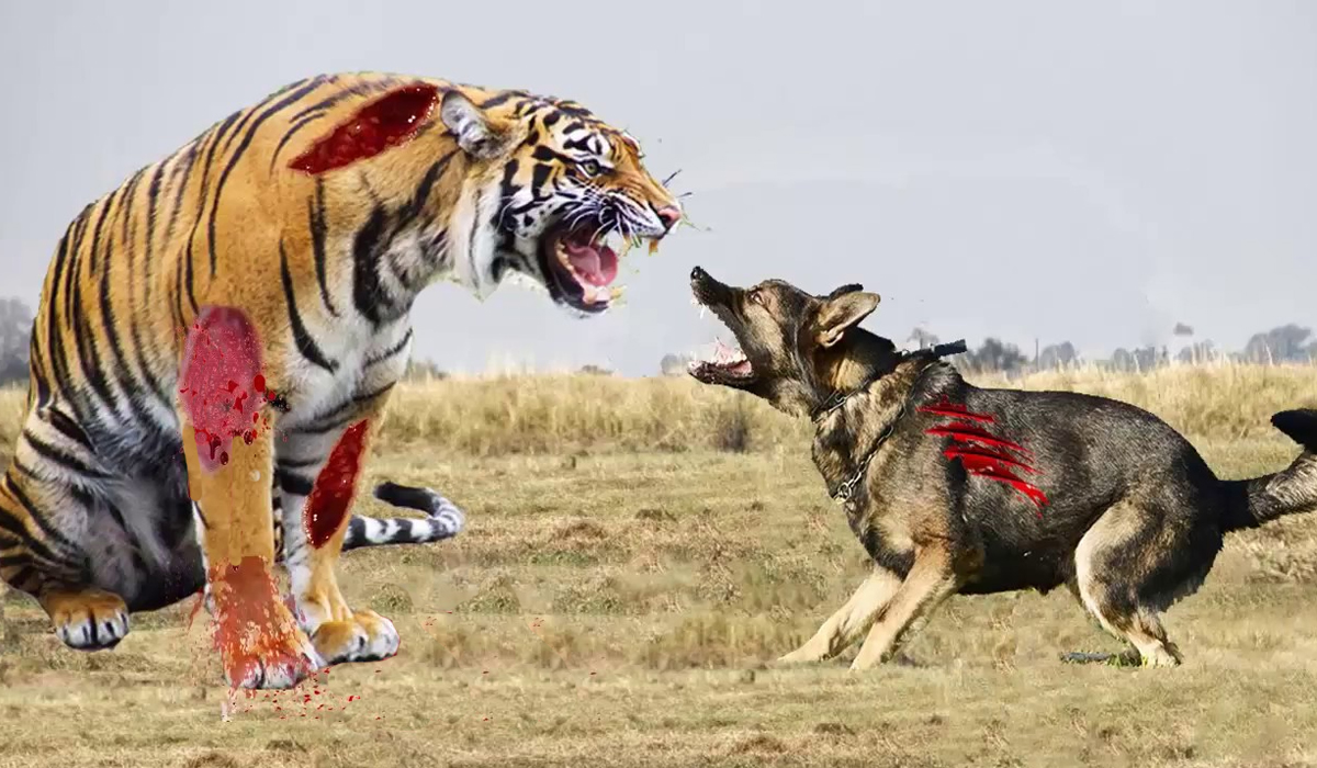 东北虎会捕食狗但如果换成是藏獒老虎还能捕食成功吗