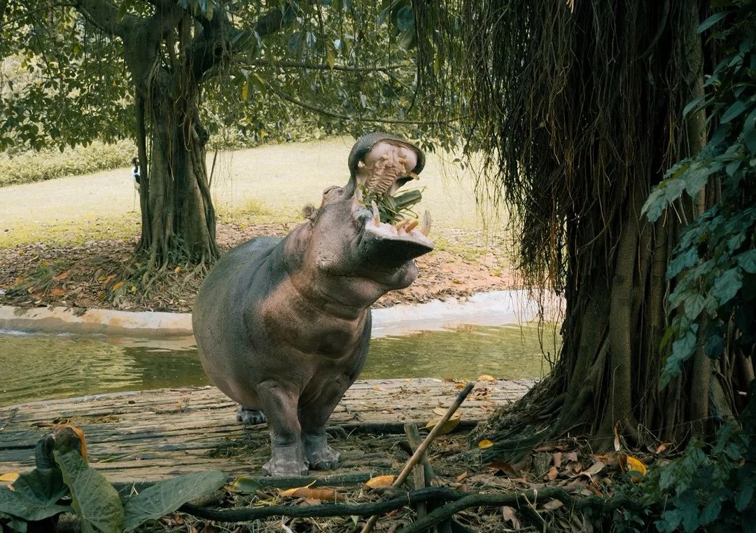 这种默契非常可爱,河马觉得吃的差不多了,就跟工作人员转一转它螺旋桨