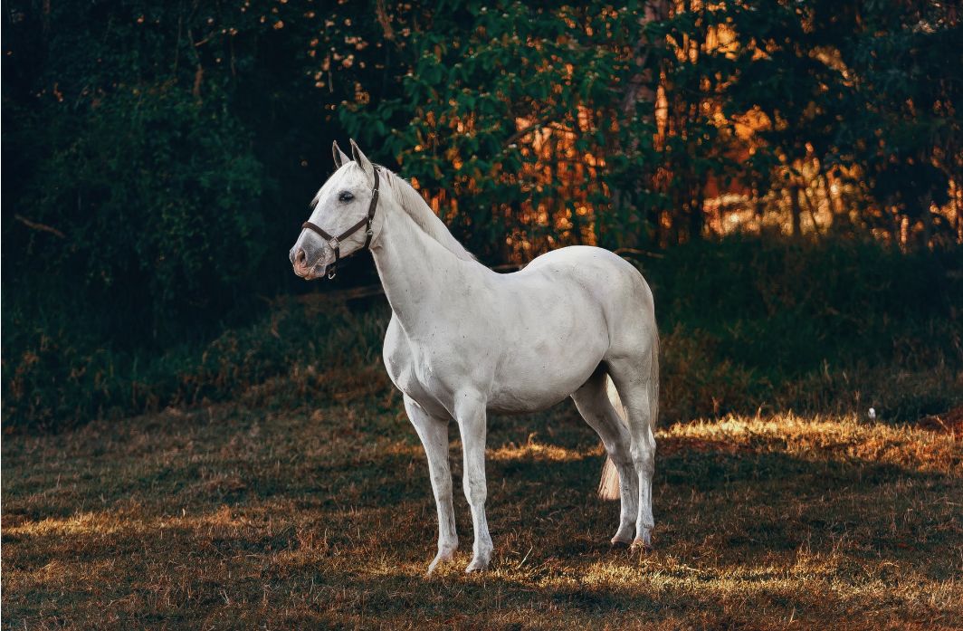 永远不要去追一匹马!