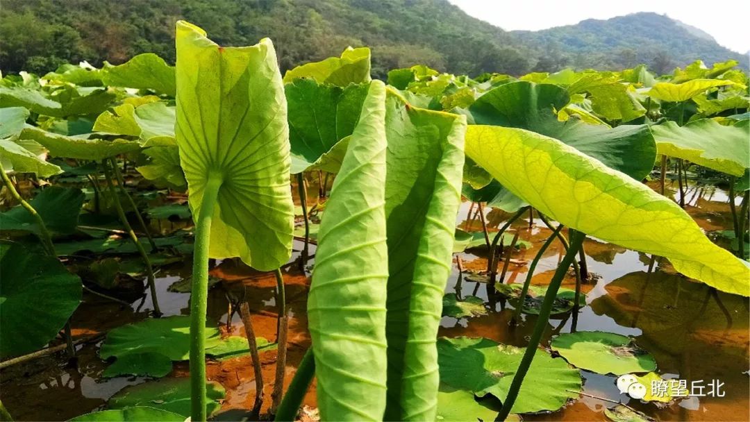 普者黑:赏嫩荷观美景_荷叶