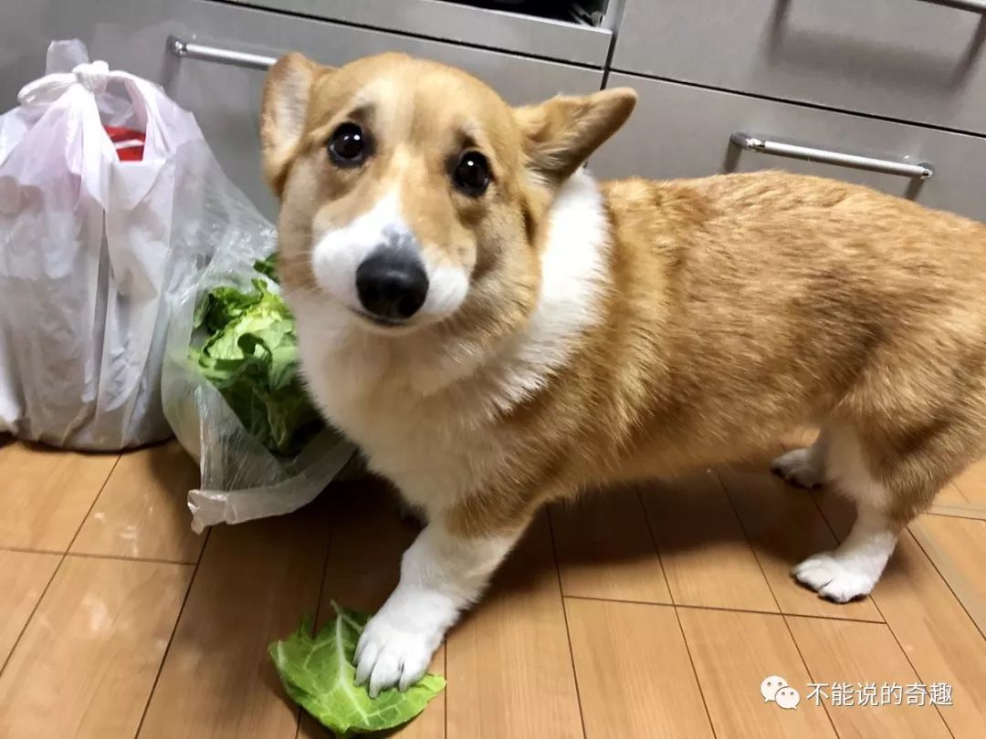 日本推主一张柯基偷菜无辜照引众多铲屎官共鸣防火防盗防主子