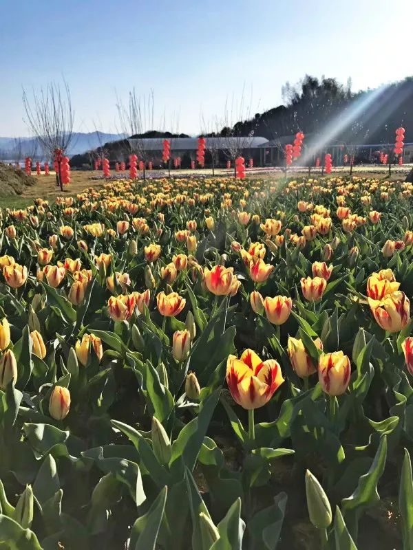 賞全島花海.玩轉金沙灘.花千谷,古剎求福高端品質3天_廬山