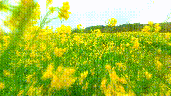 油菜花海惊艳朋友圈就在五莲叩官这个五一约起来