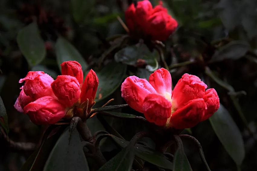 水洛河公路沿线德昌县:姑姑山森林公园,大槽乡营盘山会理县:龙肘山