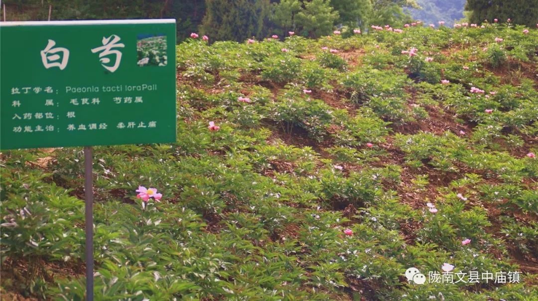中药材种植合作社