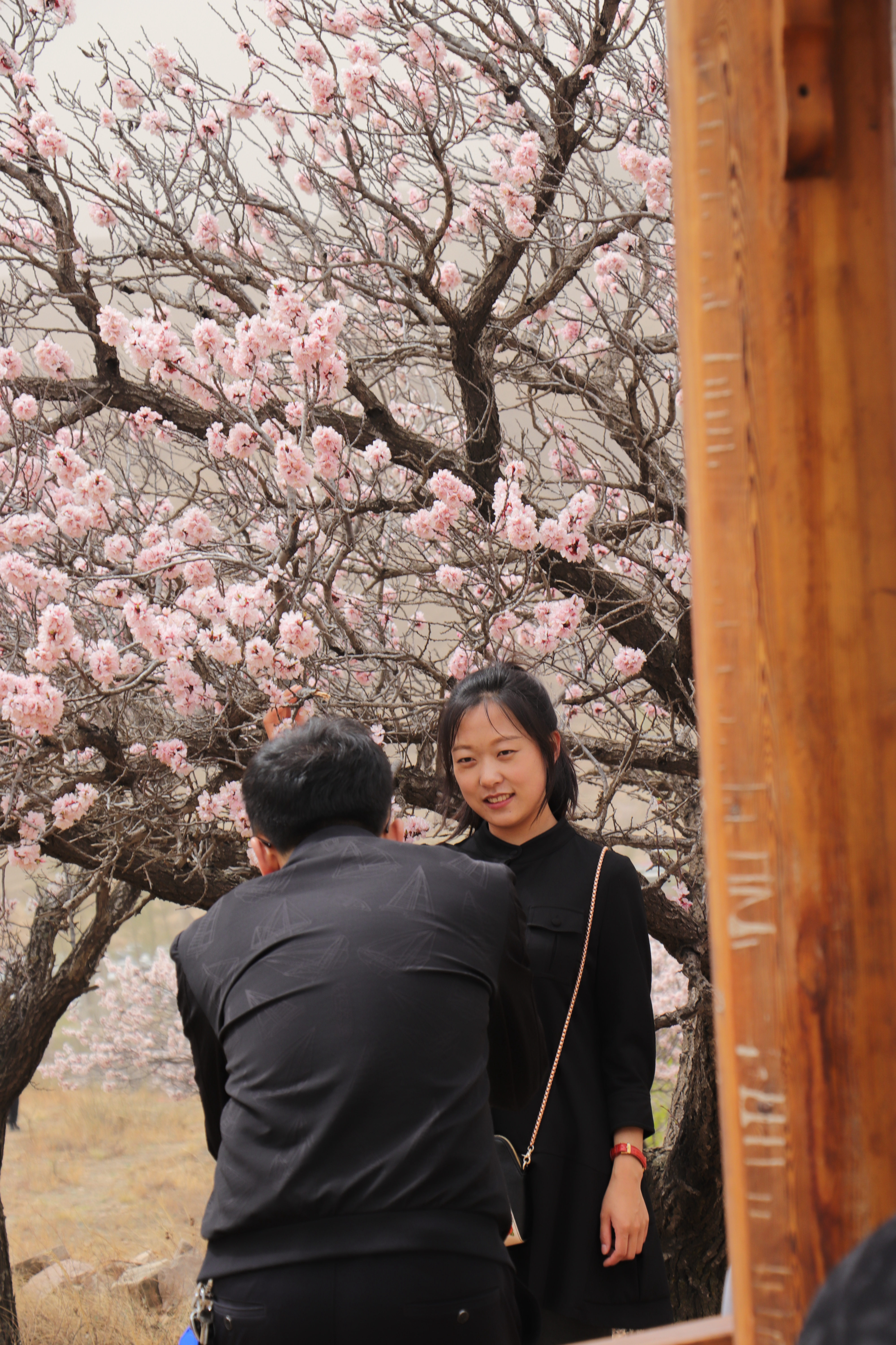 阳高县守口堡杏花节图片