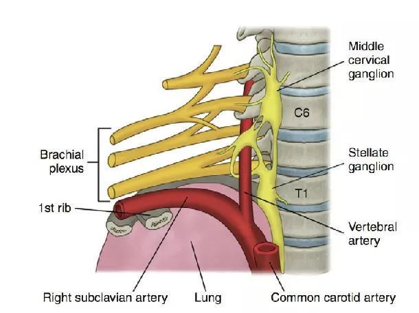 星状神经节解剖定位图片