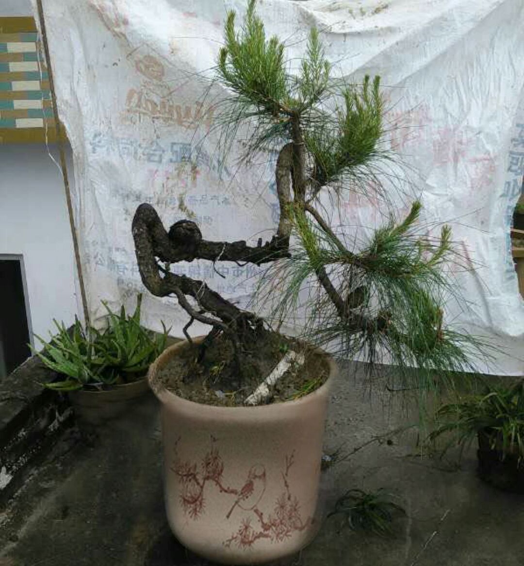 华山松盆景的下山生桩总是养不活易烂根希望盆景大咖们支招