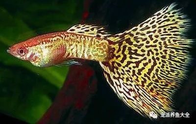 每日一鱼| 豹纹孔雀鱼，吻部和尾鳍底色一般呈黄色_图片