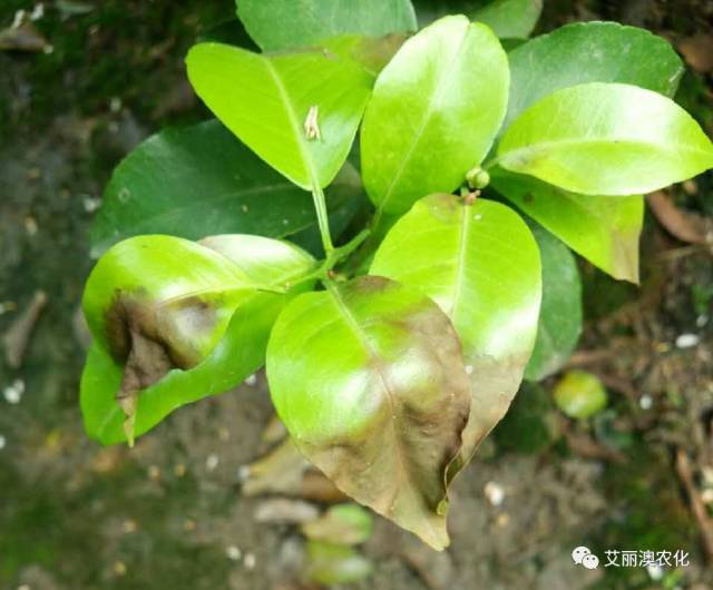 柑橘种植丨5月保果稳果期管理要点保果秘诀