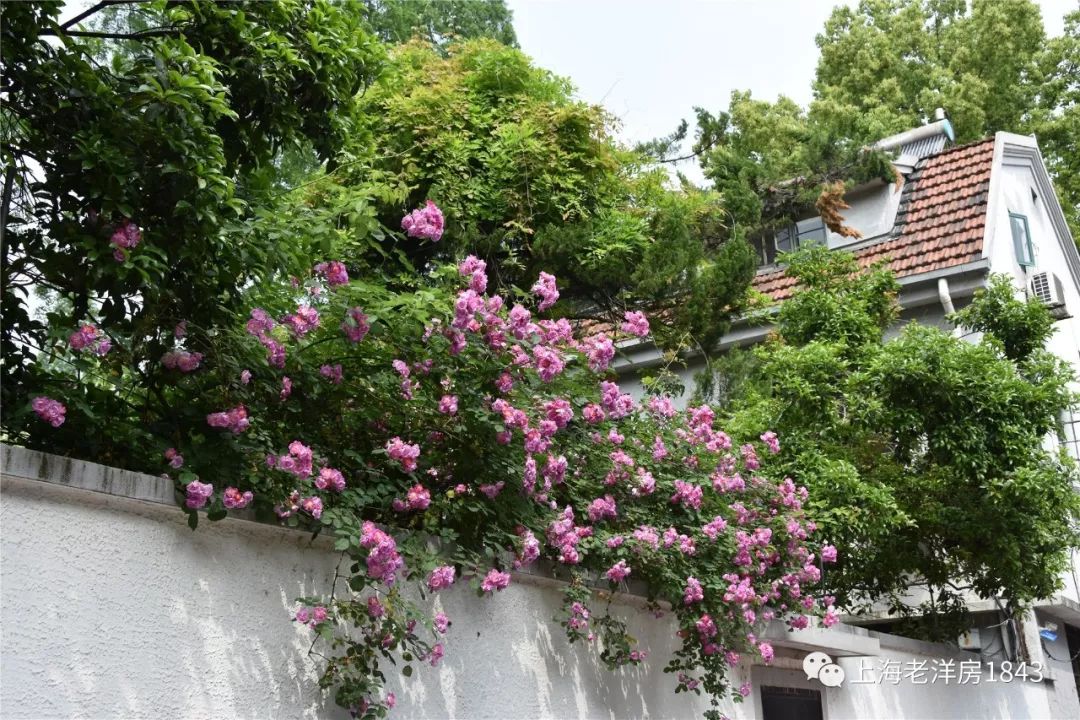 蔷薇花开的岁月时光深藏弄堂深处的花香