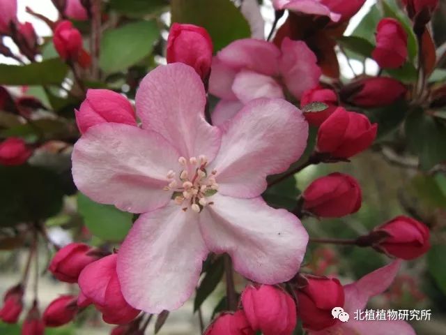 春天赏海棠:50种海棠,你见过几种?