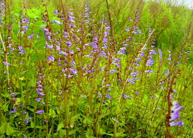 农村这种常见的野草可以在家里养上一棵需要的时候可以用得上