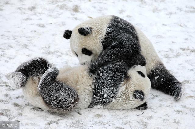 一言既出驷马难追最守信用的四大生肖