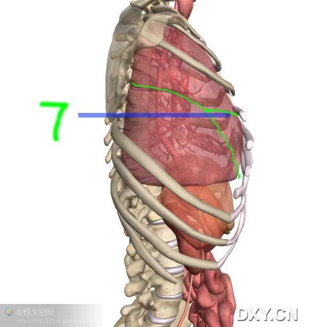胸椎侧面观图片