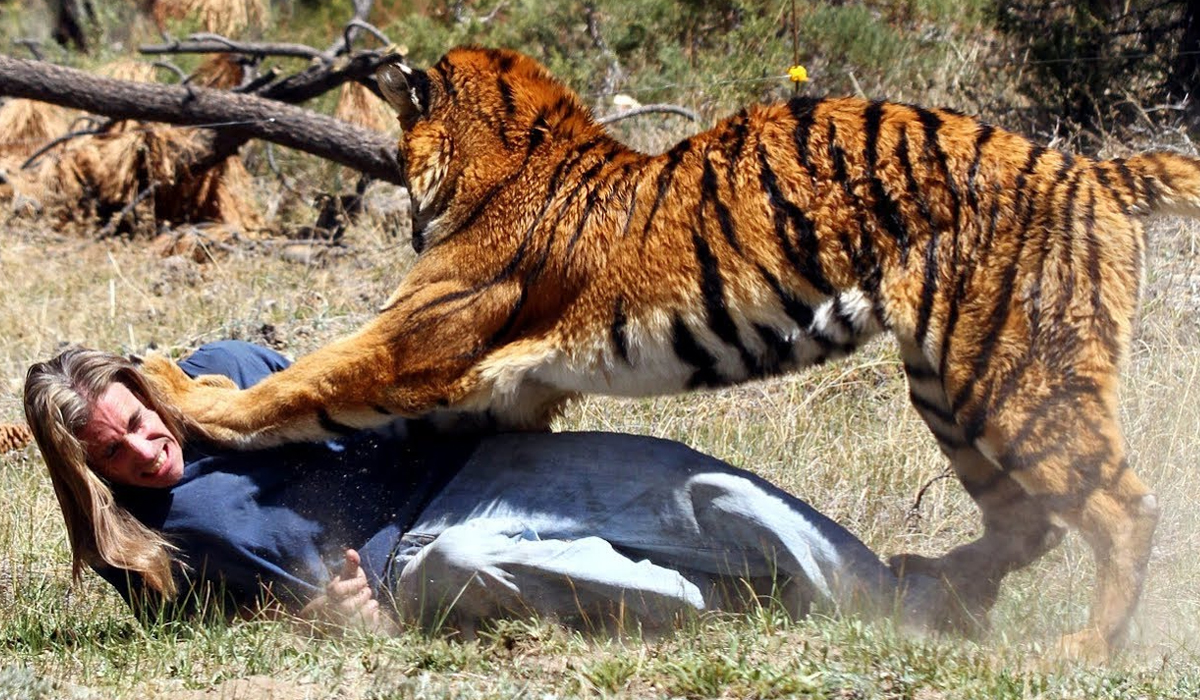 古时吃过人的老虎为何一定要捕杀掉?如果放了这种老虎会怎样?