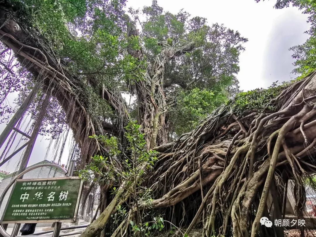 后殿祥云绕仙榕 有几棵古榕相互缠绕着 你中有我,我中有你 这棵榕树