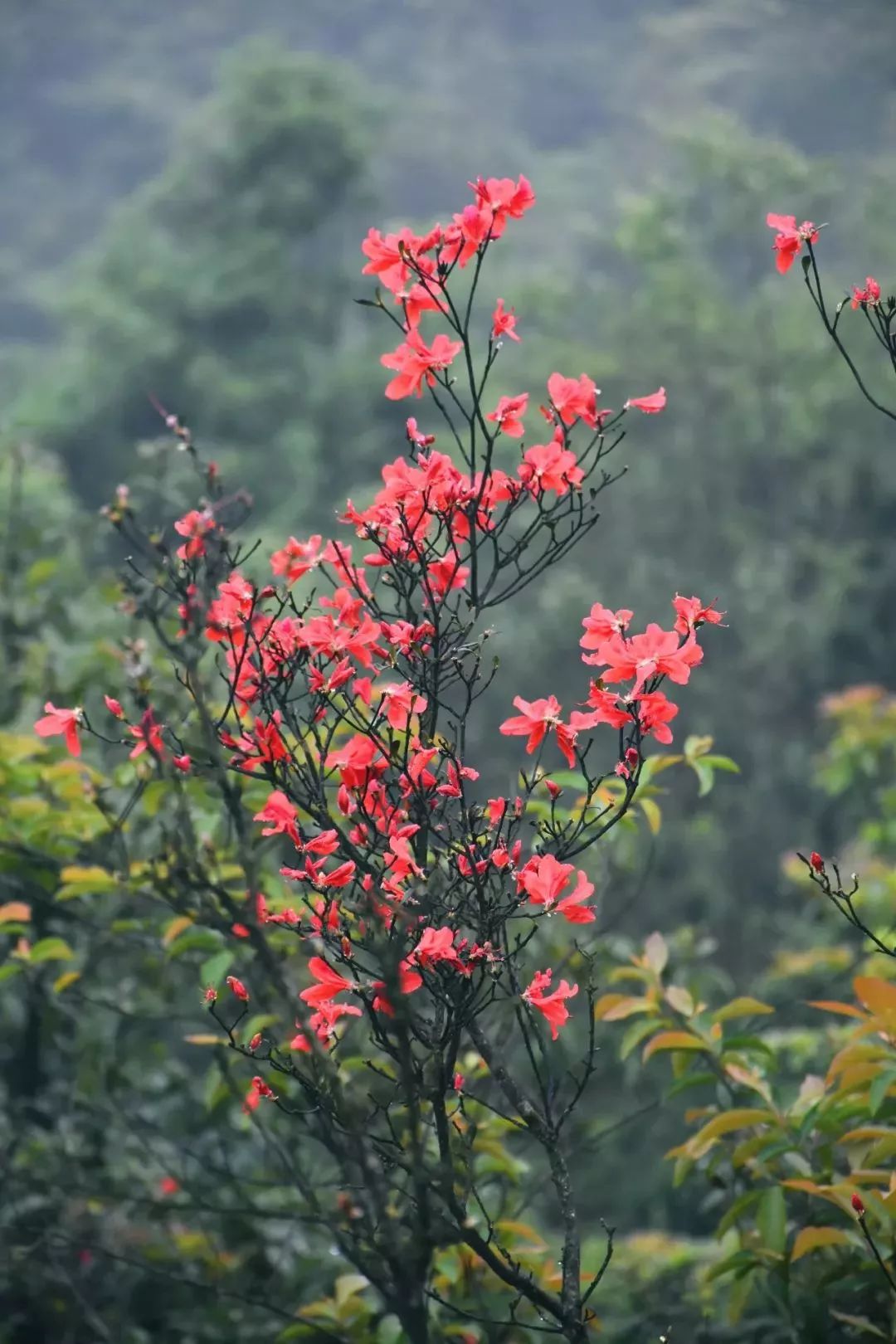 双髻山杜鹃花开