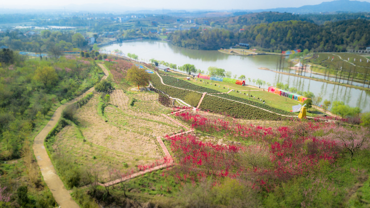 原创华中浪漫地武汉看黄陂木兰玫瑰园3000亩花海只为等你