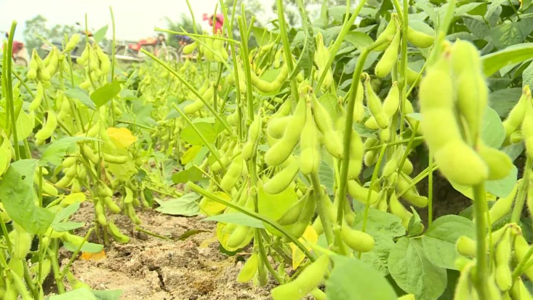 阳西新墟:毛豆喜获丰收