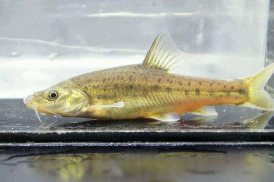 深山地下暗河垂钓这鱼不多见名叫金线鲃