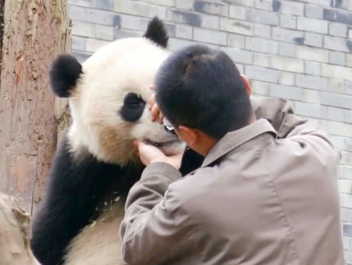 為什麼大熊貓傷人後自己反倒不吃不喝飼養員一針見血道出內幕