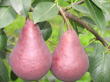 "洋气"的红梨——早红考密斯梨