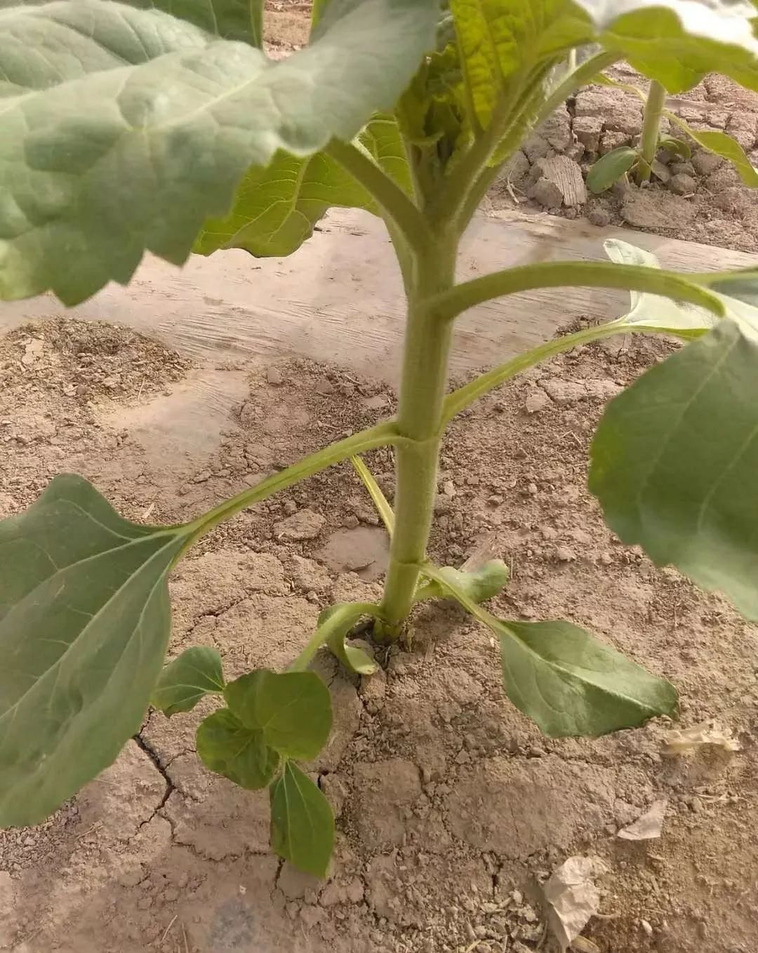 向日葵分枝怎么产生的?有啥影响,用不用去除?