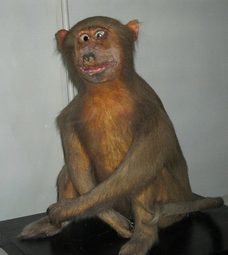 生肖属猴人命运_猴子