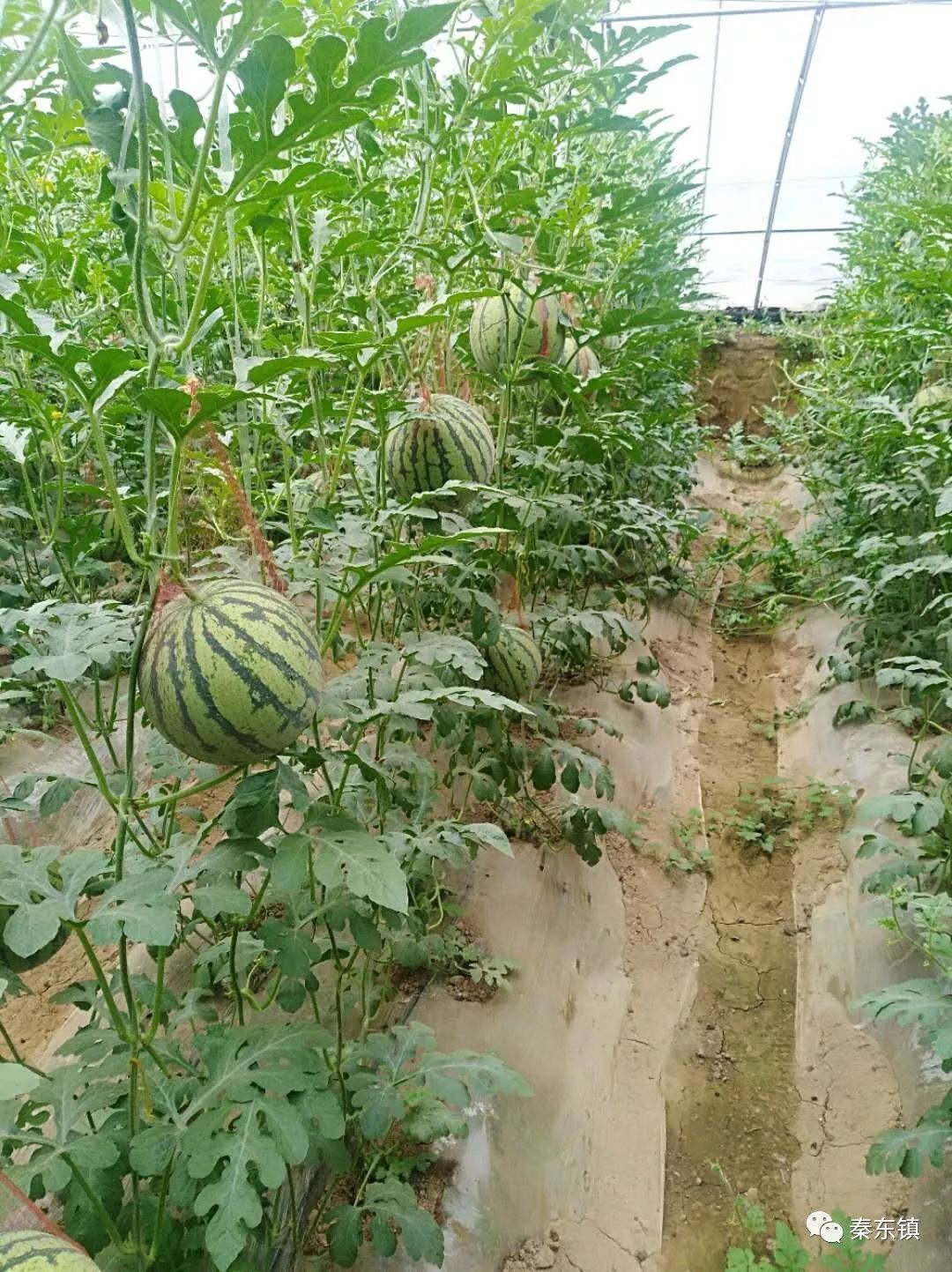 秦东说:秦东镇寺角营村吊篮西瓜成熟开园啦