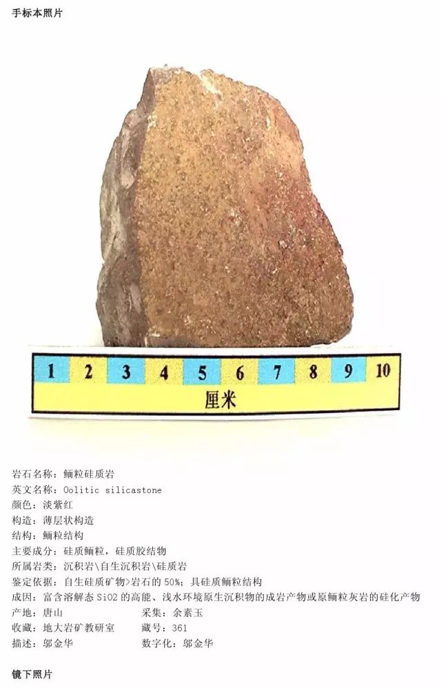 鲕粒硅质岩