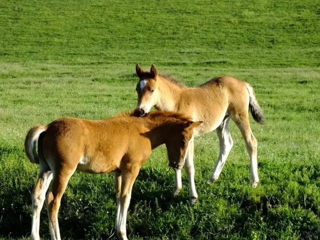陕西关山草原可爱的马宝宝