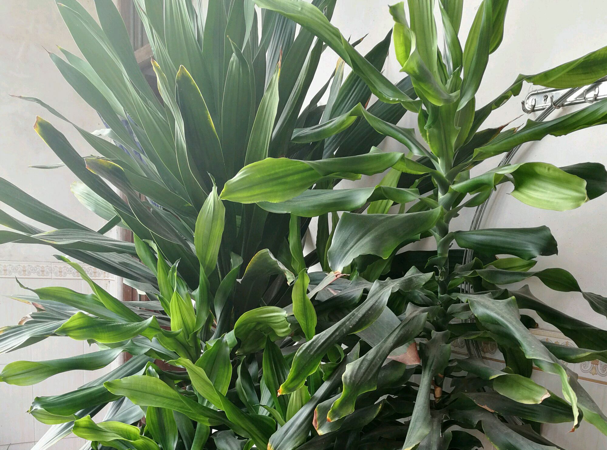 原创观叶植物也门铁你知道多少也门铁怎么扦插繁殖讲讲土培和水培